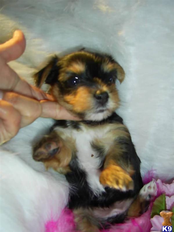 Puppies in Perris